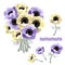 Set of yellow purple anemone flower and bouquet. Botanical style illustration.