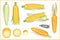 Set of yellow sweet corn in various style, vector format