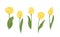 Set of yellow tulips of different shapes. Beautiful blooming spring flowers, buds, green leaves and stems isolated