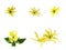Set of Ylang-Ylang or Cananga odorata flower