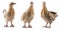 Set of young bantam chicken, yellow bird isolated on white in different angles