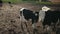 Set of young bulls. Black and white cows on pasture. Herd of ox at summer field