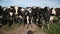 Set of young bulls. Black and white cows on pasture. Herd of ox at summer field