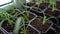 Set of young flower seedlings in plastic black pots before transplanting on windowsill