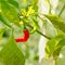 Set of young peppers green red pod curved vegetable background in sunlight close-up