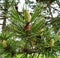 Set of young pineapples on their branch