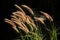Setaceum pennisetum or gramineae grass field