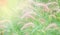 Setaceum pennisetum grass