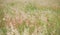 Setaceum pennisetum grass