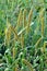 Setaria grows in the field