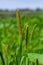 Setaria grows in the field in nature