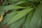 Setaria palmifolia close up