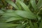 Setaria palmifolia close up