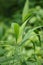 Setaria palmifolia (Rumput Setaria, Jamarak, palmgrass, highland) grass.