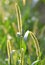 Setaria pumila grows in the field