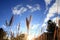 The Setaria viridis under the blue sky in autumn