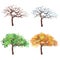 Seth deciduous tree view of the four seasons autumn, winter, spring, summer. Tree at different times of the year.Trees on isolated