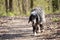 Setter dog looking tired, walking dog is walking along the path in the woods