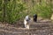 Setter dog looking tired, walking dog is walking along the path in the woods