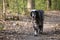 Setter dog looking tired, walking dog is walking along the path in the woods