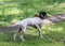 Setter Dog Point preys on pigeons in the park, making the rack