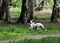 Setter Dog Point preys on pigeons in the park, making the rack