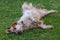 Setter hunting dog trying to sleep on the grass in very warm weather