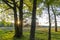 The setting sun appears as a star between two trees on the moors near Westerbork