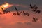 The setting sun, geese fly