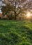 Setting sun glowing behind canopy of trees