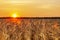 the setting sun illuminates the field of ripe barley. harvest, selective focus