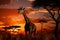 Setting sun illuminates a transformed landscape with a giraffe herd