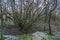 The setting sun is just visible behind the irregularly shaped branches of this primeval forest near lake Zoetermeerse Plas