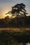 The setting sun shining through a tree at Lake `Patersmoer` near Strijbeek, Netherlands