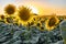 The setting sun, splashing through the petals of a sunflower.