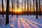 The setting sun on a winter evening in the forest made with Generative AI