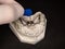 Setting  with tool of palatal braces on gypsum teeth c