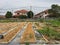 Setting up large scale home agriculture in your house garden