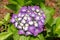 Seven-barks-Hydrangea macrophylla