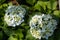 Seven-barks-Hydrangea macrophylla