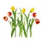 Seven beautiful vivid yellow and red tulip flowers on long stems with green leaves isolated on white background.