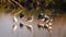 Seven black & White birds, Common Stilt