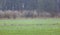 Seven blue herons in meadow near utrecht in the netherlands