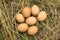 Seven brown eggs lie in the dry grass.