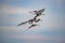 Seven brown pelicans fly overhead in the spring at Carolina Beach State Park