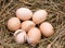 Seven chicken eggs lying in the hay