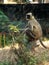 Seven children of their child watching Indian monkey