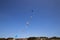 Seven colored kites in a row flying on the beach