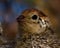 Seven days old quail, Coturnix japonica.....photographed in nature