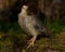 Seven days old quail, Coturnix japonica.....photographed in nature